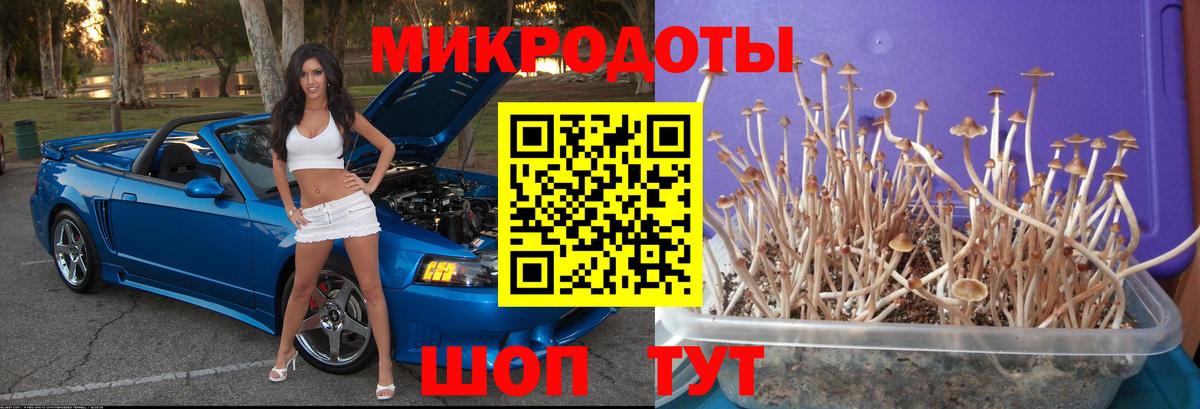 Галлюциногенные грибы Psilocybine cubensis Вышний Волочёк